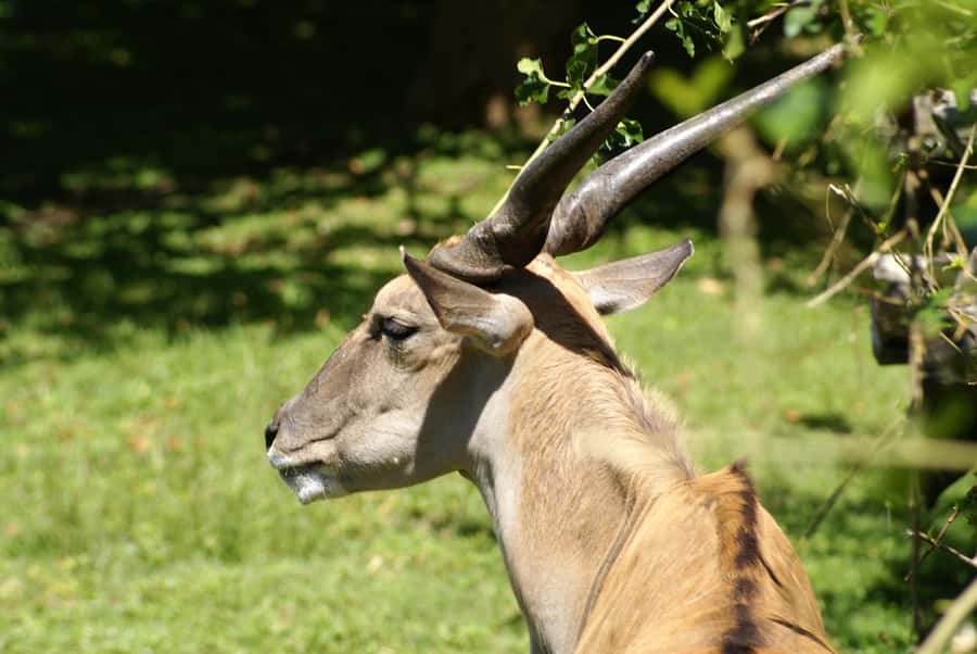 Buenos Aires: Bioparque Temaiken with Transfers - Key things I’d plan around