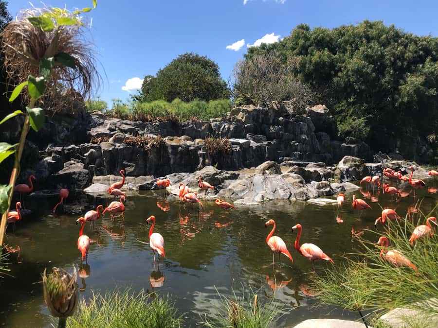 Buenos Aires: Bioparque Temaiken with Transfers - The ride and your guide en route