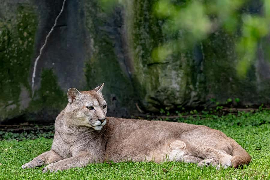 Buenos Aires: Bioparque Temaiken with Transfers - Native Argentina zone: Mesopotamia animals you can’t miss