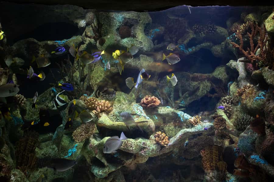Buenos Aires: Bioparque Temaiken with Transfers - Patagonian enclosures: seven themed stops in one region