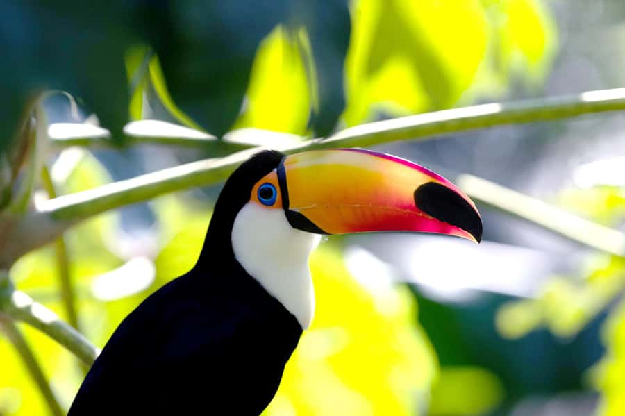 Buenos Aires: Bioparque Temaiken with Transfers - Africa zone: flamingos, meerkats, and three island worlds