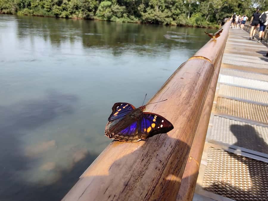 Buenos Aires: Iguazu Falls Private Tour with Flights - Devil’s Throat and other viewpoints: how to maximize your time