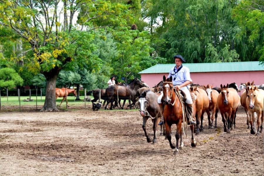 Buenos Aires: Santa Susana Ranch Day Tour, BBQ & Shows - The Pulpería welcome: empanadas and wine to set the mood