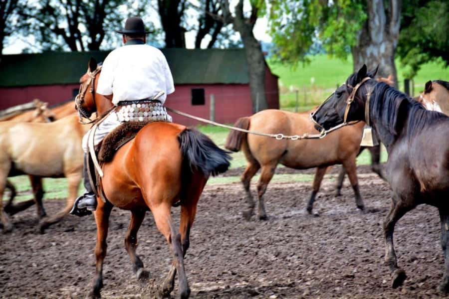 Buenos Aires: Santa Susana Ranch Day Tour, BBQ & Shows - Gaucho skills demonstrations: the part you came for