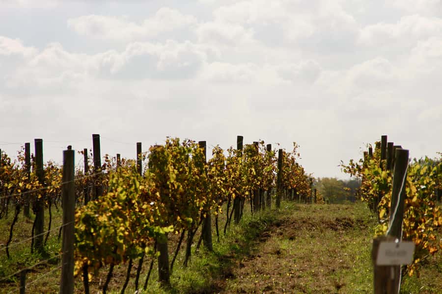 Buenos Aires: Wine Tasting and Lunch at Bodega Gamboa - The Multi-Course Lunch: Food Quality Is the Real Power Move