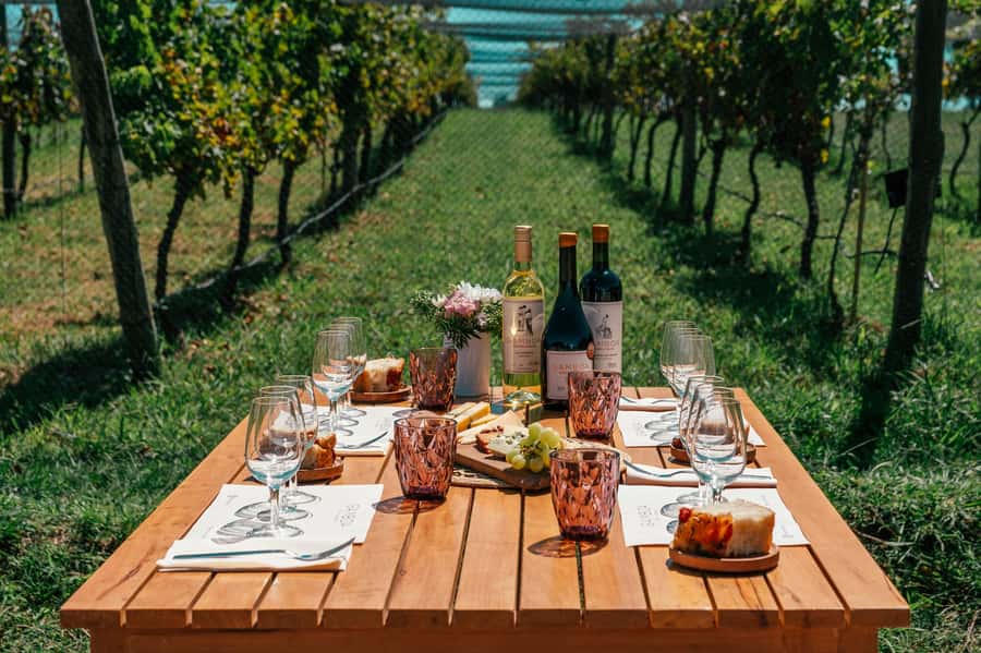 Buenos Aires: Wine Tasting & Lunch at Gamboa Vineyard - The guided vineyard tour: your first 2 wine tastings