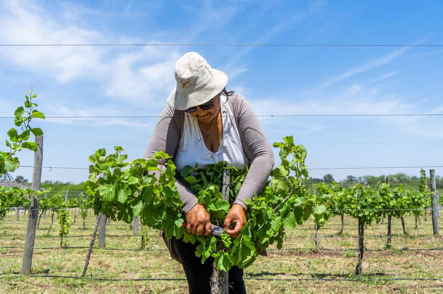 Buenos Aires: Wine Tasting & Lunch at Gamboa Vineyard - Through a forest path: winery visit and the grape-must beer surprise