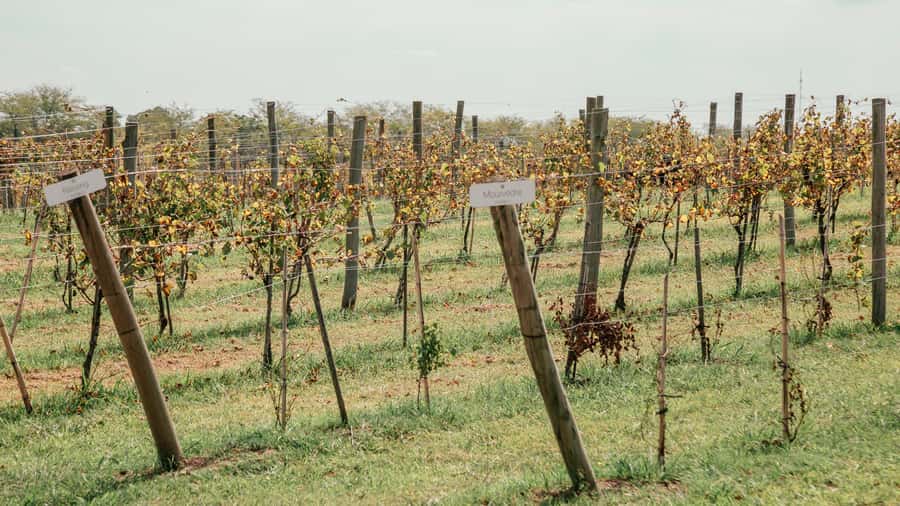 Buenos Aires: Wine Tasting & Lunch at Gamboa Vineyard - Price and value: why $220 can make sense