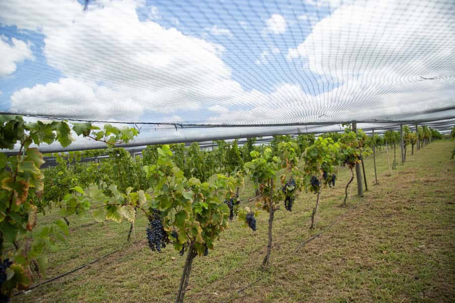 Buenos Aires: Wine Tasting & Lunch at Gamboa Vineyard - Book it or skip it?