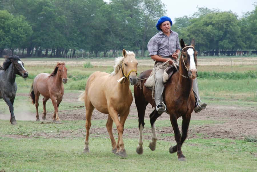 From Buenos Aires: Estancia Don Silvano Tour with Lunch. - Folklore after lunch: dancing, singing, and gaucho visual details