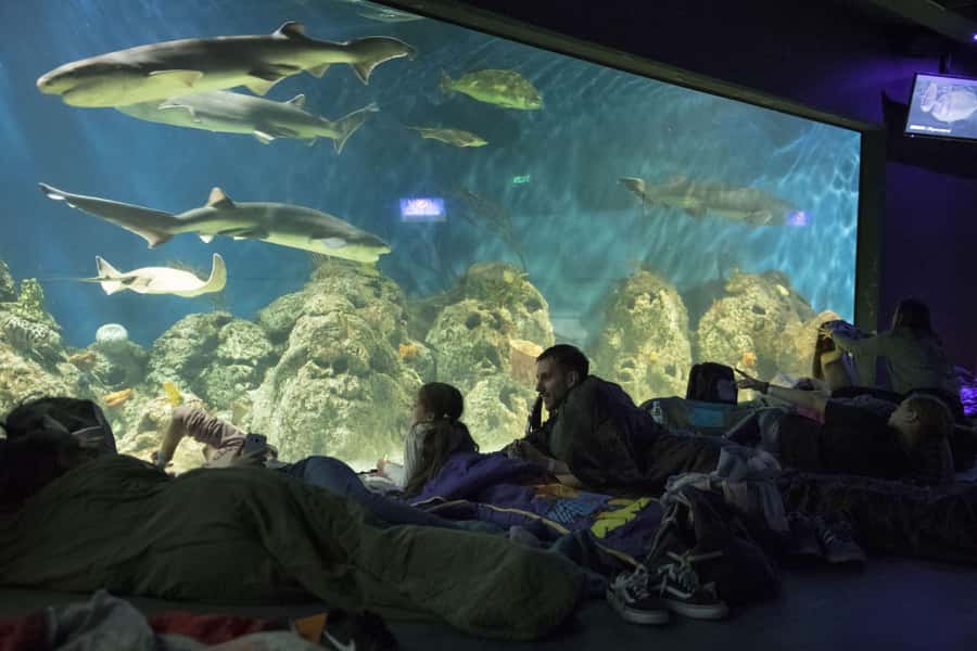 From Buenos Aires: Full-Day Temaiken Eco Park - Who This Trip Suits Best (and Who Might Feel Disappointed)