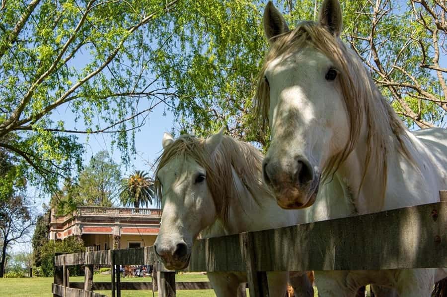 From Buenos Aires: Gaucho and Ranch Day Tour - Asado and the BBQ Lunch: What You’ll Actually Eat