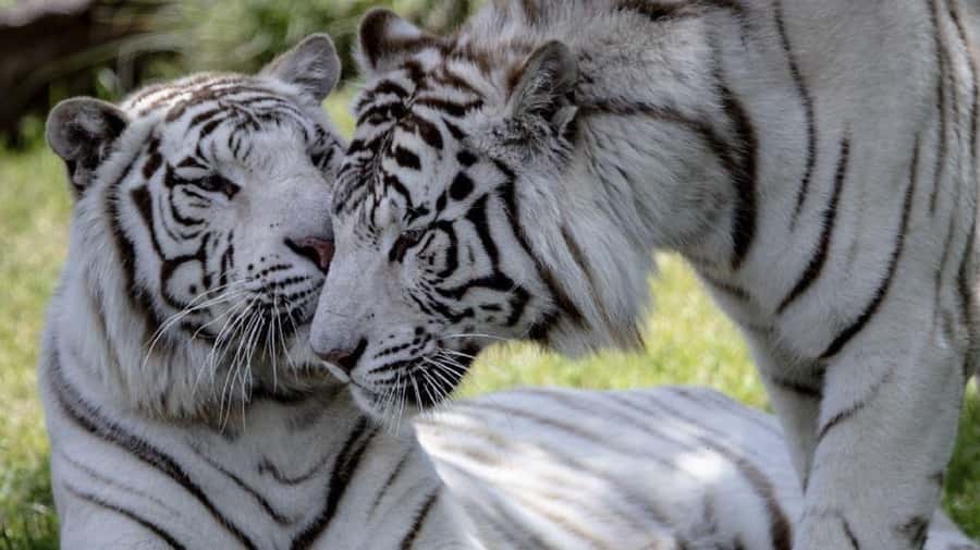 From Buenos Aires: Temaiken Zoo Tour with Ticket Included - Accessibility of the experience (and what “paths and viewpoints” means for you)