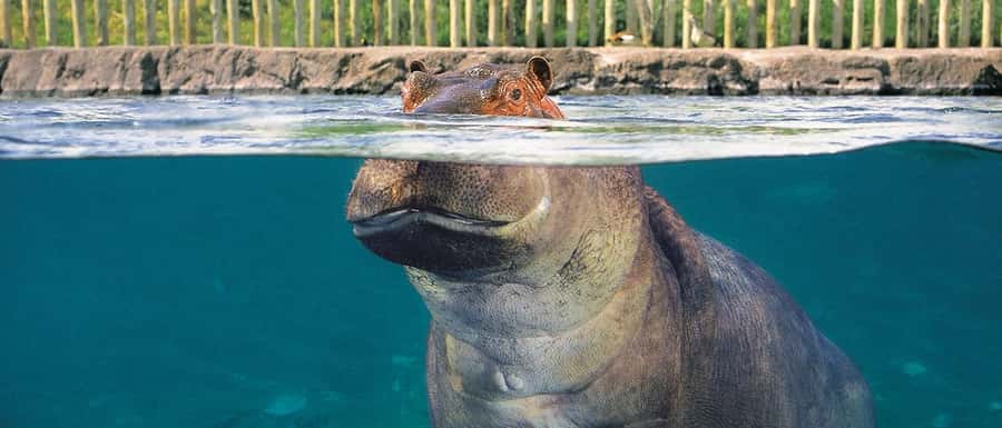 From Buenos Aires: Temaiken Zoo Tour with Ticket Included - Getting out of Buenos Aires Province without the stress