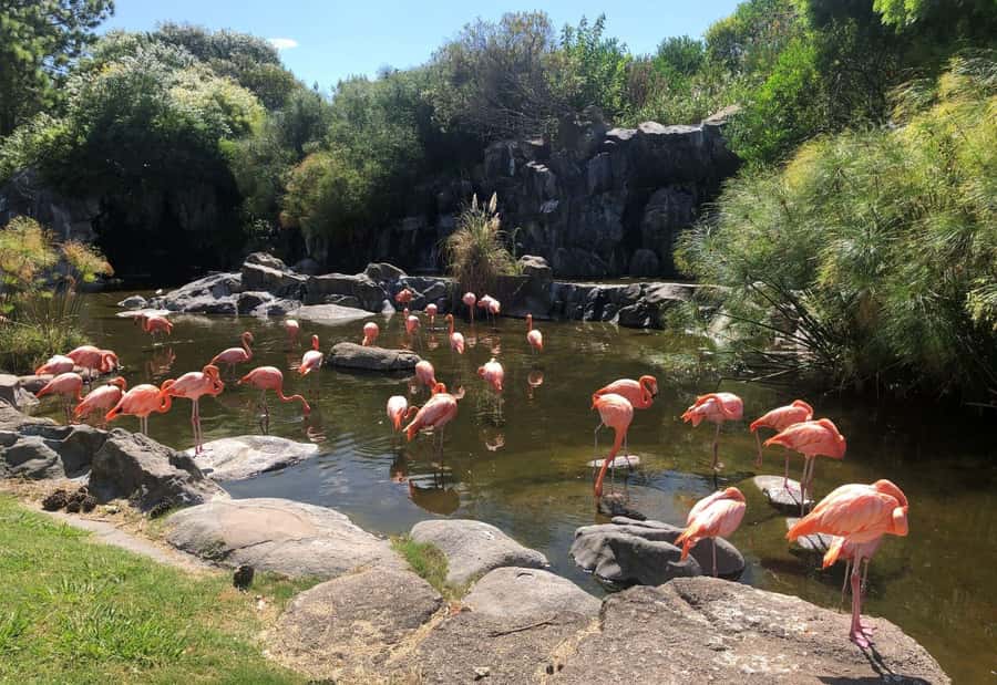 From Buenos Aires: Temaiken Zoo Tour with Ticket Included - Life in the Water: the Argentine sea experience