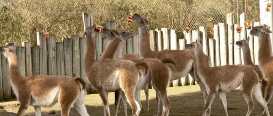 From Buenos Aires: Temaiken Zoo Tour with Ticket Included - La Chacra farm experience: goats, sheep, and a small garden