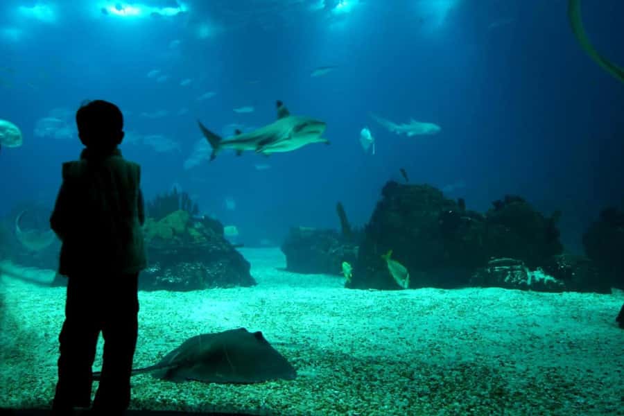 From Buenos Aires: Temaiken Zoo Tour with Ticket Included - What the guide really adds (and why names like Mariano and Juan Carlos matter)