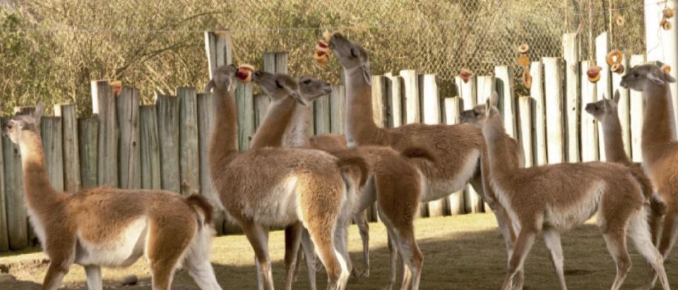 From Buenos Aires: Temaiken Zoo Tour with Ticket Included - Price and value: is $135 a good deal for this 6-hour day?
