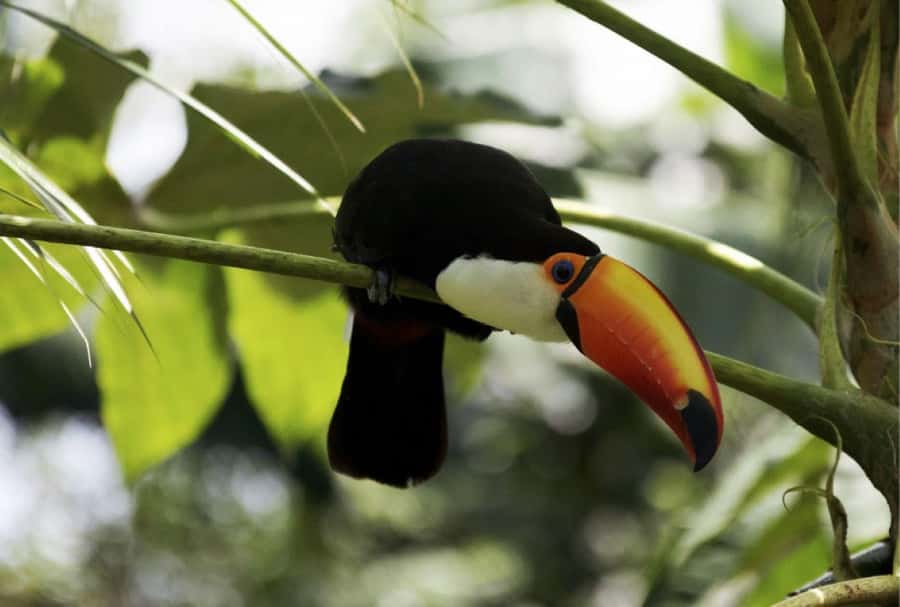From Buenos Aires: Temaiken Zoo Tour with Ticket Included - Time management: how to fit this into your Buenos Aires itinerary