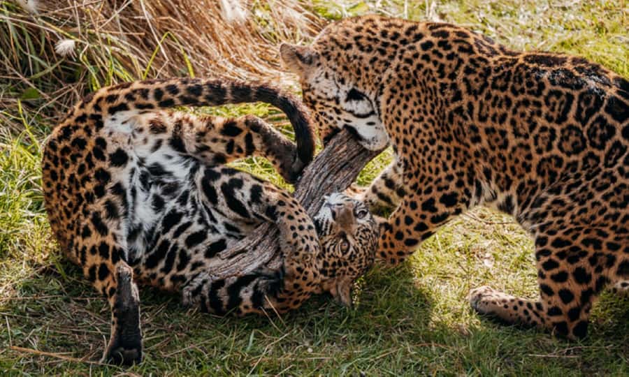 From Buenos Aires: Temaiken Zoo Tour with Ticket Included - Temaikén Biopark: aquarium, birds, and a 360-degree nature story