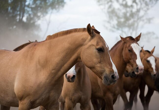 Gaucho Experience: A Day Trip to Don Silvano Ranch - Key Gaucho Day-Trip Takeaways