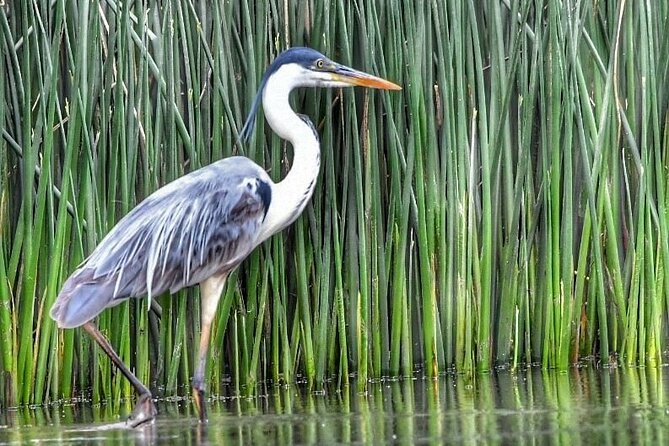 Safari náutico en tigre - Food breaks and lunch choices: what’s on the menu (and what you pay)